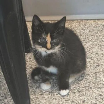 A baby small-sized female Black Domestic Short Hair cat named Peaches for adoption in Buffalo, MN