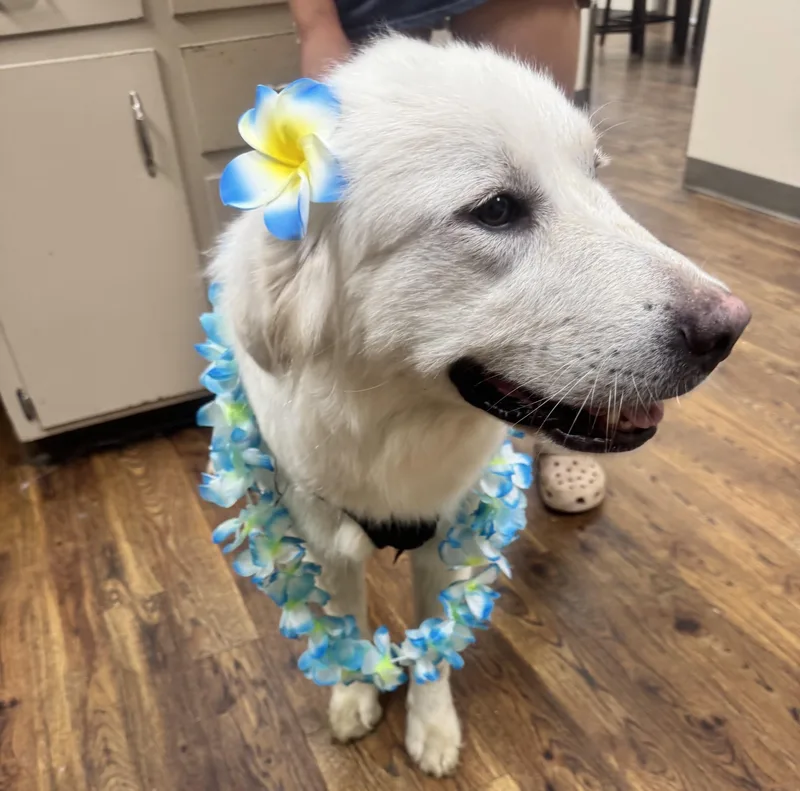 An adult large-sized female Great Pyrenees dog named Aurora ATX for adoption in Quinlan, TX