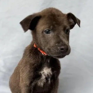 A baby medium-sized male White / Cream German Shepherd Dog dog named Samuel for adoption in Liverpool, TX