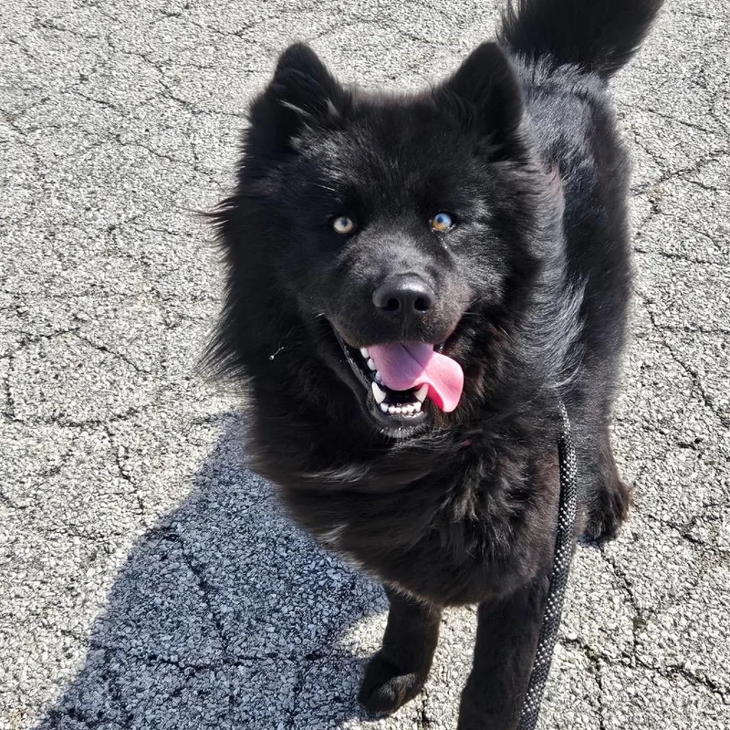 A young medium-sized male Black Shepherd dog named Theo for adoption in Homewood, IL