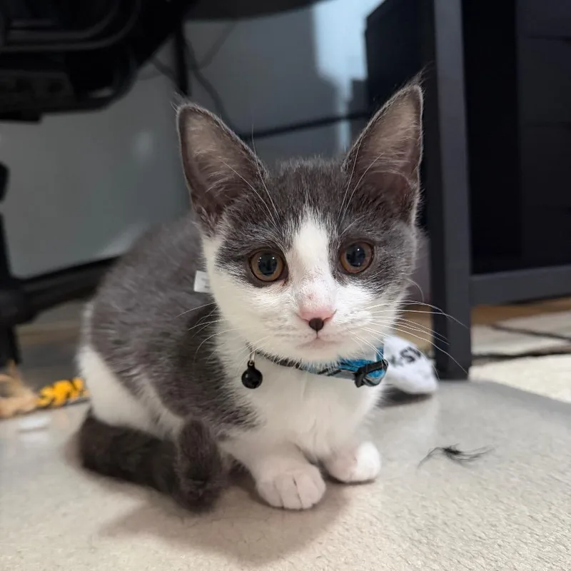 A baby small-sized female Gray / Blue / Silver Domestic Short Hair cat named Beetle Russo for adoption in Merrifield, VA