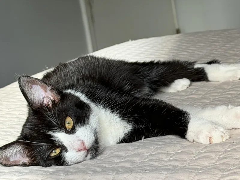 A baby small-sized male Tuxedo cat named Mushi Mushi for adoption in Los Angeles, CA