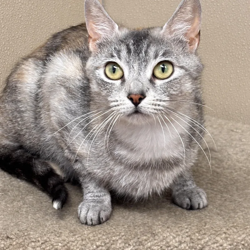 An adult medium-sized female Torbie Domestic Short Hair cat named Petco Molly for adoption in Batavia, NY