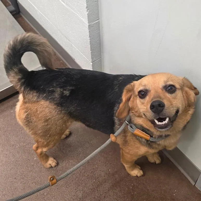 An adult medium-sized female Beagle dog named Blanche for adoption in Chattanooga, TN