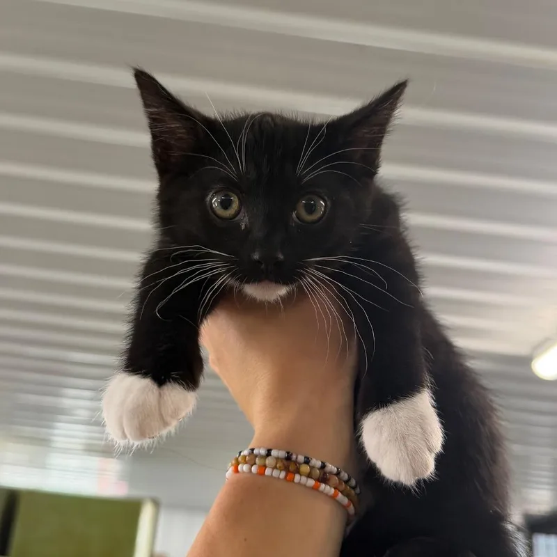 A baby small-sized male Black Domestic Short Hair cat named Yakko for adoption in Spanish Fork, UT
