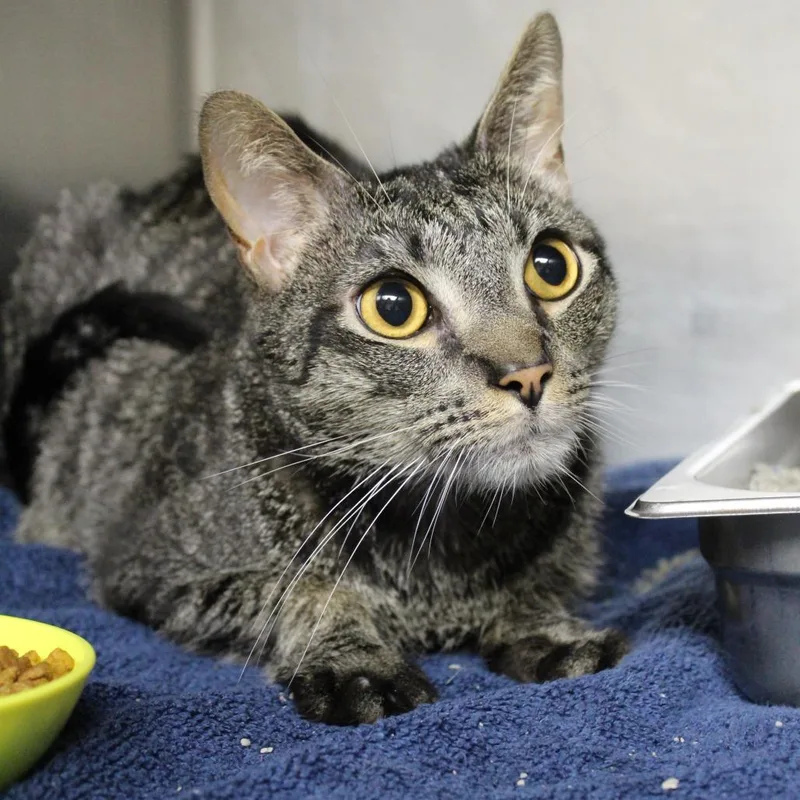 An adult medium-sized male Domestic Short Hair cat named Noodle for adoption in Auburn, AL