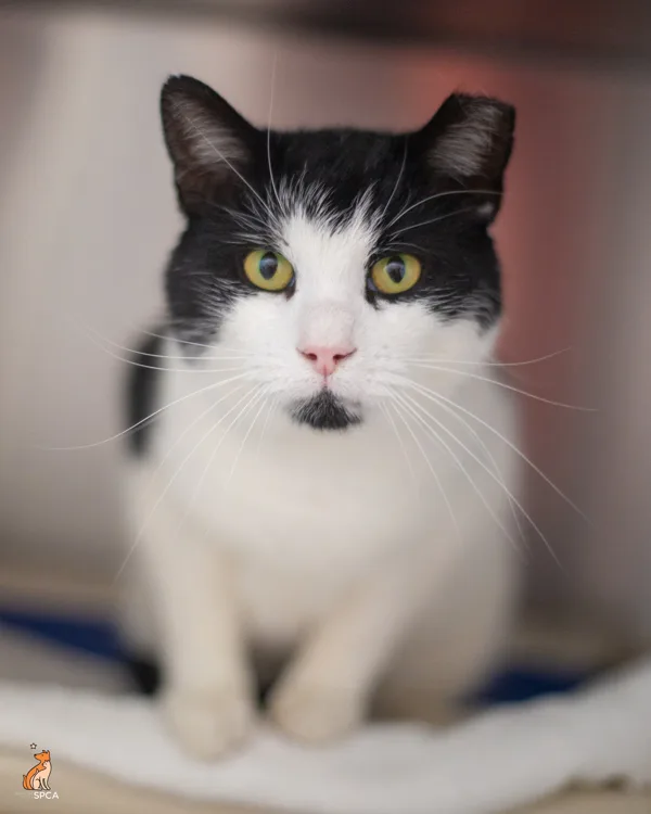 An adult medium-sized male Domestic Short Hair cat named Checkers for adoption in Roanoke, VA