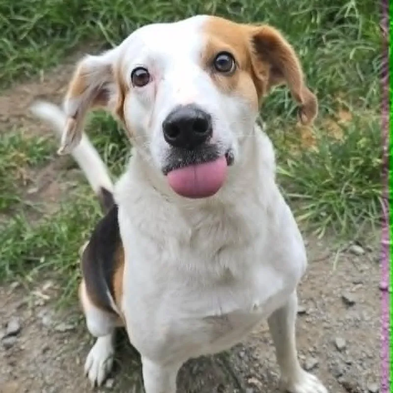 An adult large-sized male Tricolor (Brown, Black, & White) Hound dog named Arthur for adoption in Orange, VA