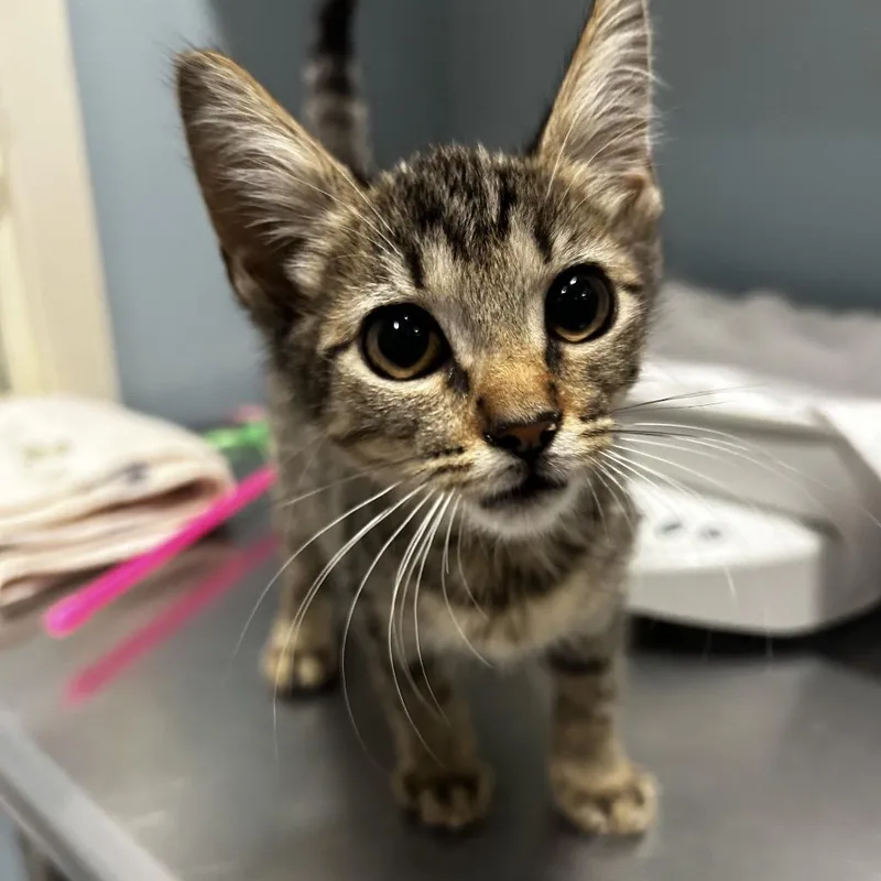 A baby small-sized female Gray / Blue / Silver Domestic Short Hair cat named Gummy Worm for adoption in Chattanooga, TN