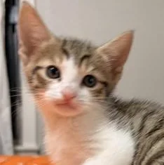 A baby small-sized male Tabby (Brown / Chocolate) Domestic Medium Hair cat named Socks for adoption in Liverpool, TX