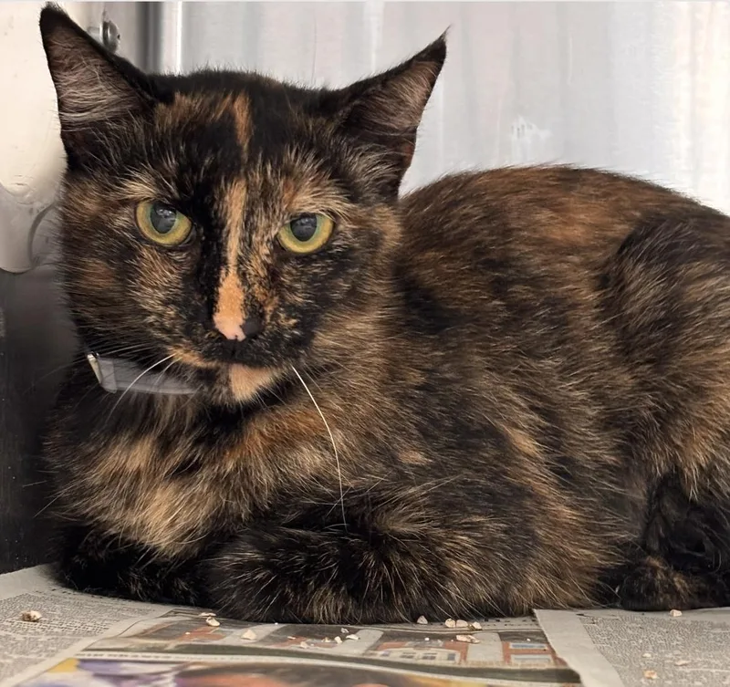 A young medium-sized female Tortoiseshell cat named Patches for adoption in Beverly Hills, CA