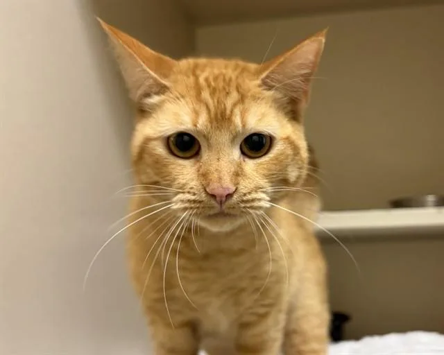 A young small-sized male Domestic Short Hair cat named Mandarin for adoption in Denver, CO