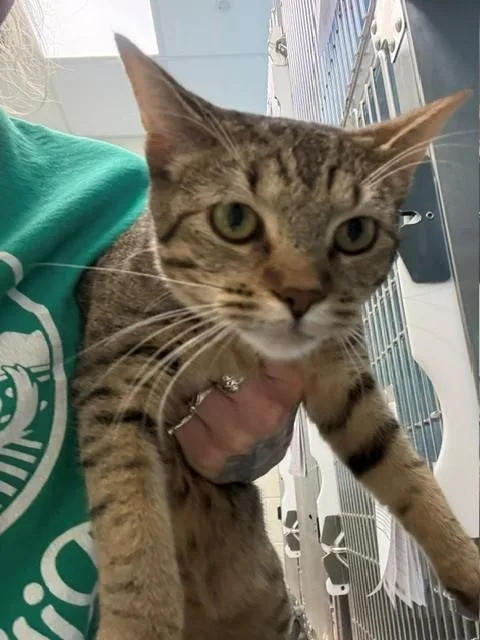 A young small-sized female Domestic Short Hair cat named Danika for adoption in Brighton, CO