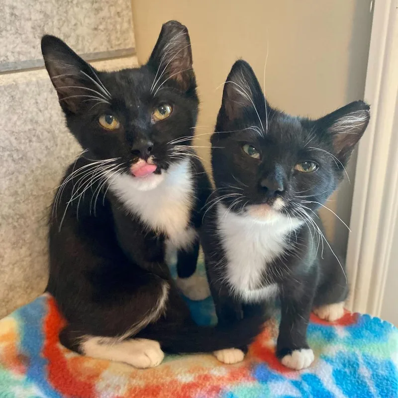 A baby small-sized male Black Domestic Short Hair cat named Ivan for adoption in Charlotte, NC