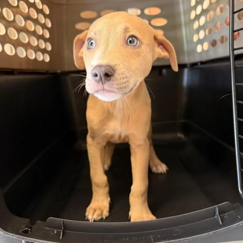 A baby small-sized male Yellow / Tan / Blond / Fawn Pit Bull Terrier dog named Celeste for adoption in Birmingham, AL