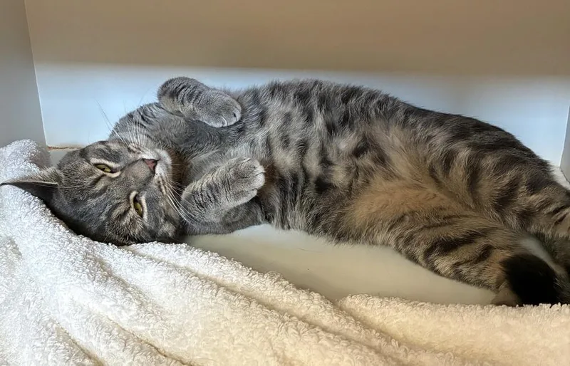 An adult medium-sized male Domestic Short Hair cat named Clark for adoption in Elmsford, NY