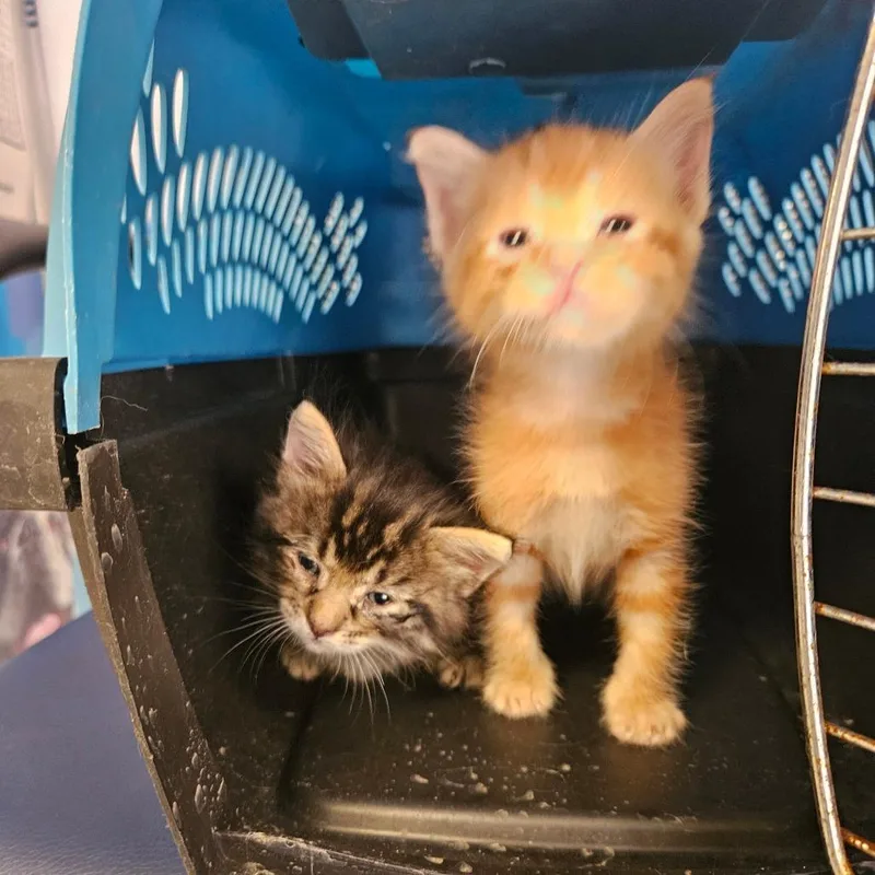 A baby small-sized female Orange / Red Domestic Short Hair cat named Cosette for adoption in Lake Jackson, TX