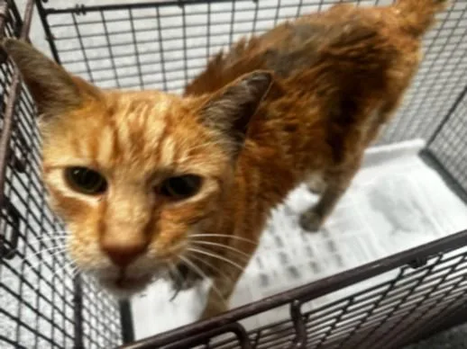 A senior large-sized male Domestic Short Hair cat named Richard for adoption in Los Angeles, CA