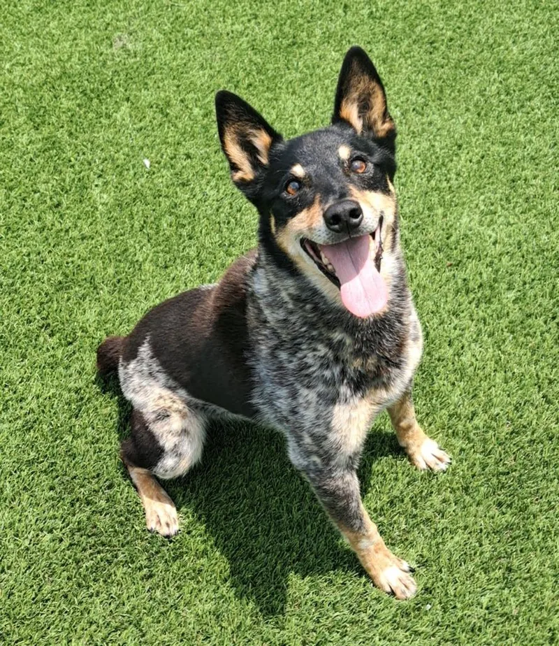 An adult medium-sized male Cattle Dog dog named Yoda for adoption in Frankfort, KY