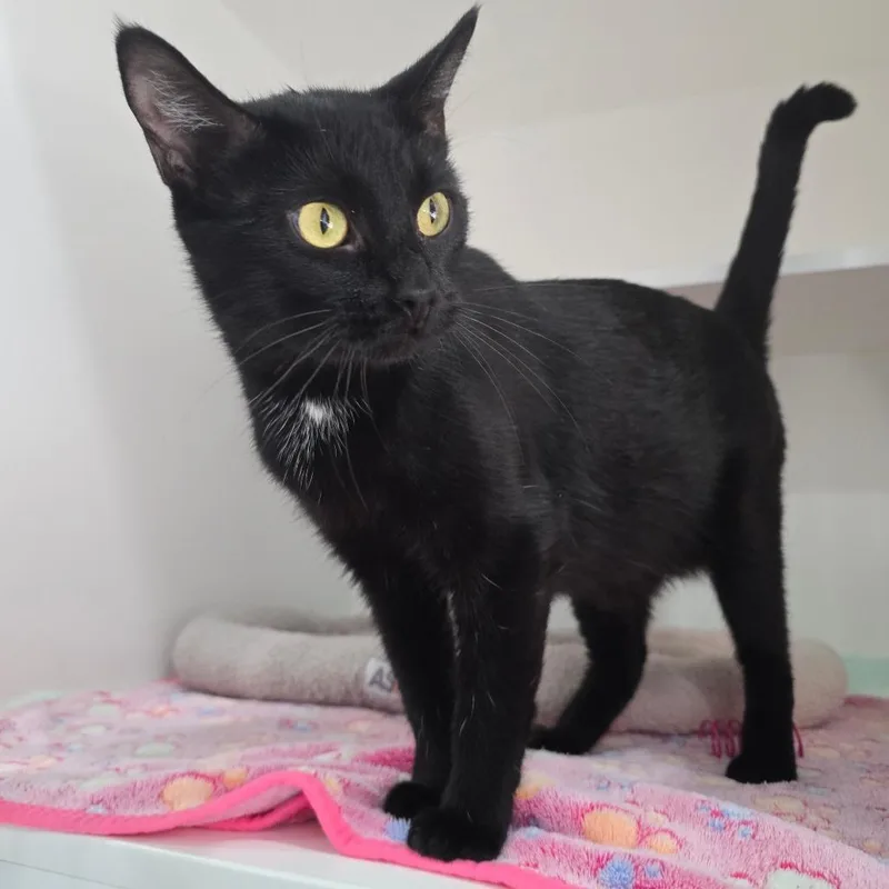 A young medium-sized female Domestic Short Hair cat named Ollie for adoption in Elizabeth City, NC