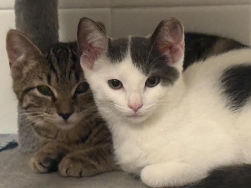 A baby medium-sized male Tabby (Brown / Chocolate) Domestic Short Hair cat named Rome for adoption in Clinton Township, MI