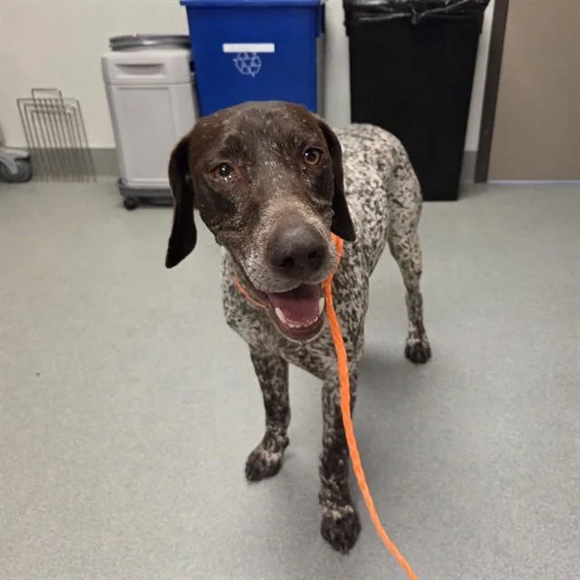 An adult large-sized male German Shorthaired Pointer dog named Mortiz for adoption in Ontario, CA