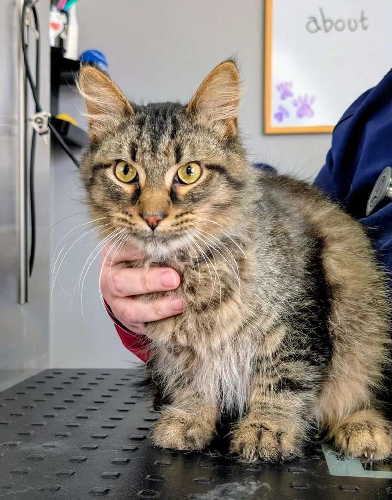 A young small-sized male Domestic Short Hair cat named C Litter Johnny for adoption in Livonia, MI