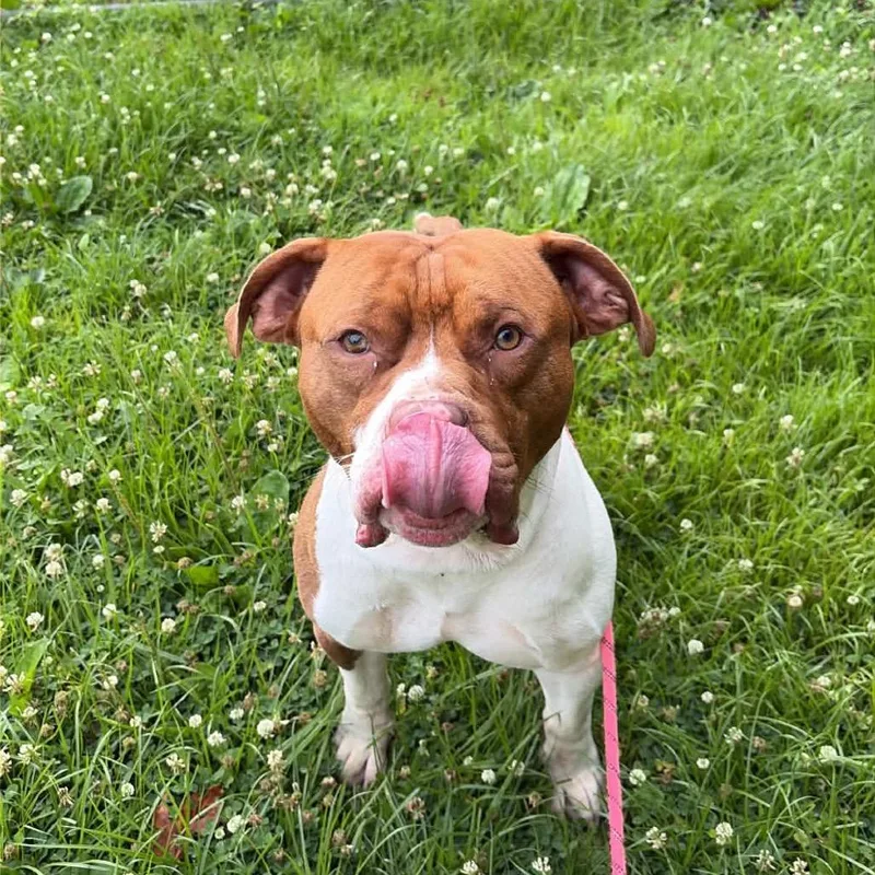 An adult medium-sized male Brown / Chocolate Pit Bull Terrier dog named Remi for adoption in Newark, DE