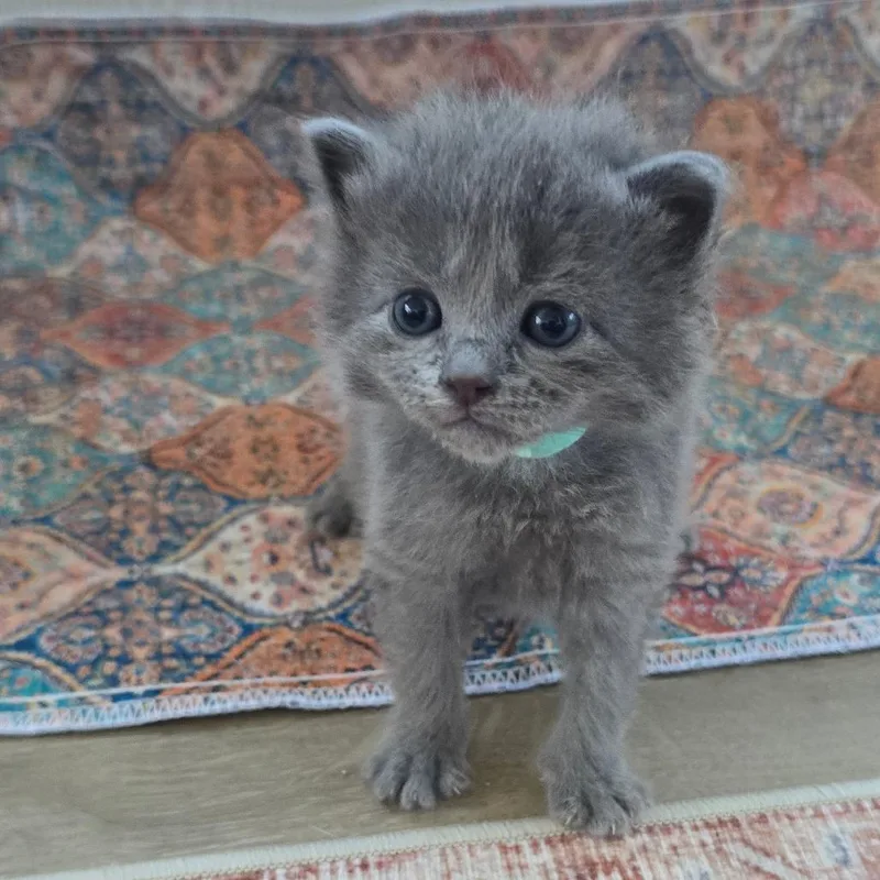 A baby small-sized male Gray / Blue / Silver Domestic Short Hair cat named Harley for adoption in East Hanover, NJ