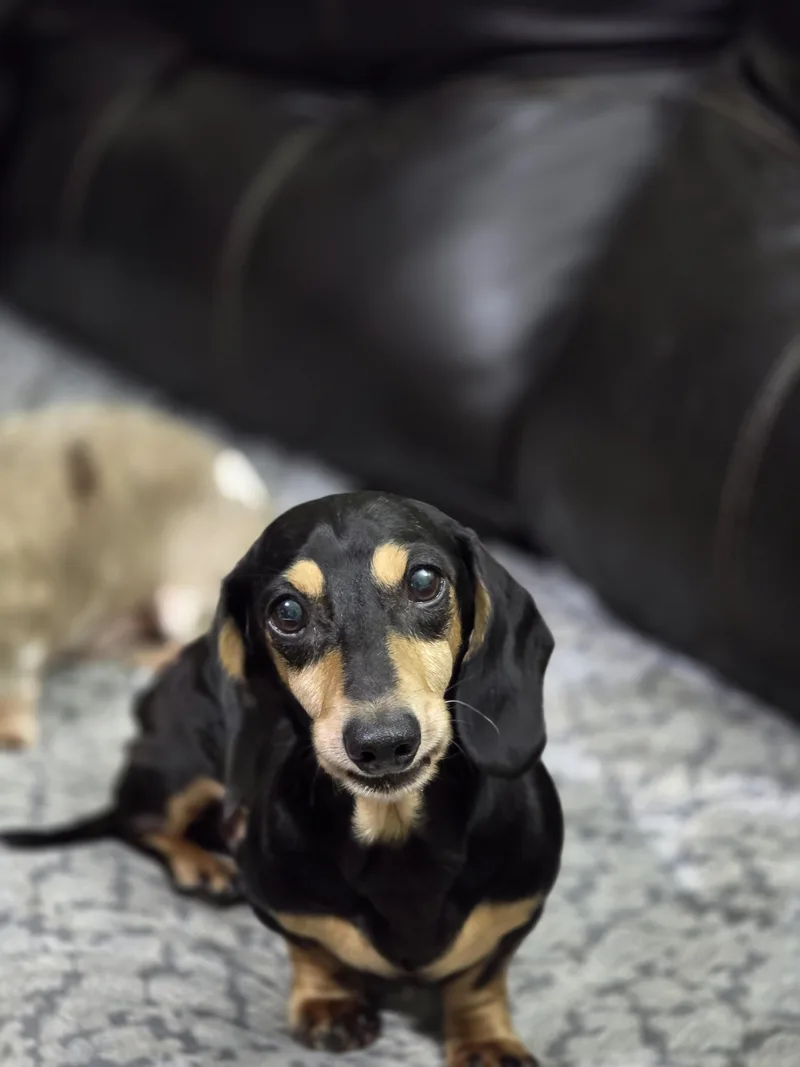 An adult small-sized male Black Dachshund dog named Tonka for adoption in New York, NY