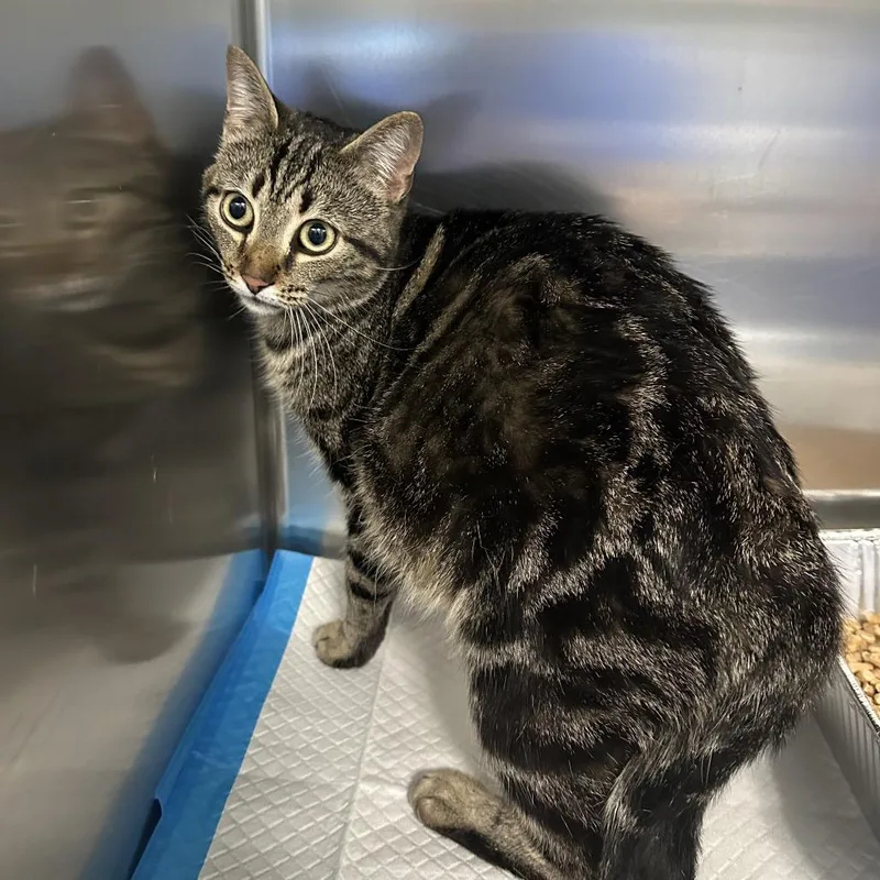 An adult medium-sized female Brown / Chocolate Domestic Short Hair cat named Sunshine Mimosa for adoption in Greensboro, NC