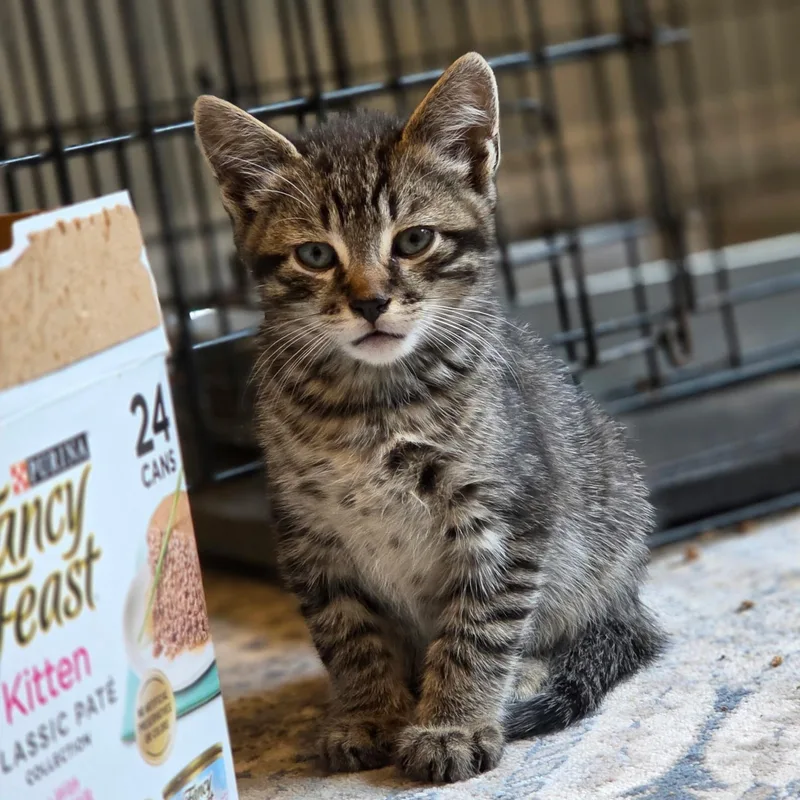 A baby medium-sized male Brown / Chocolate Domestic Short Hair cat named Wasabi for adoption in Moriches, NY