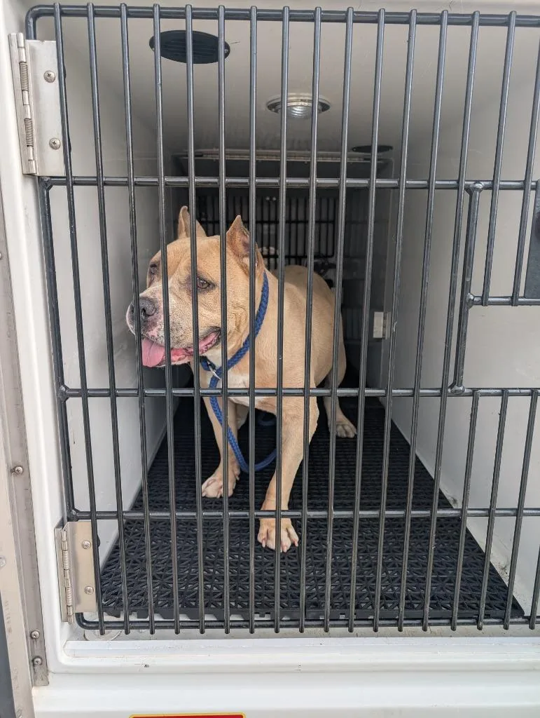 An adult medium-sized female Pit Bull Terrier dog named Fiona for adoption in Vineland, NJ