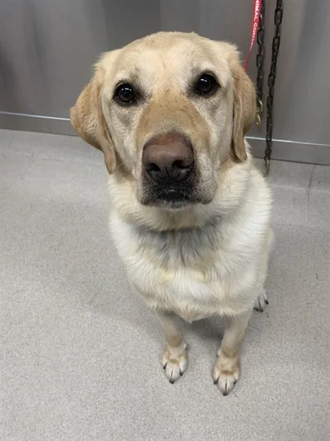 Toby