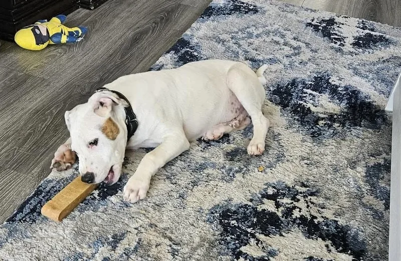 Hank