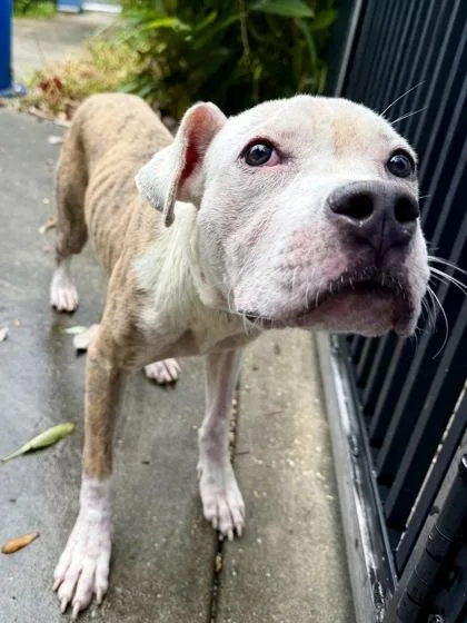 An adult medium-sized male Terrier dog named Stewart for adoption in New Orleans, LA