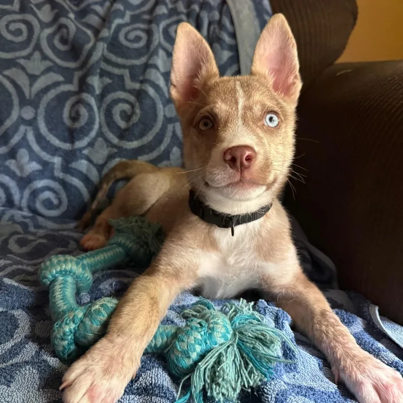 Milo