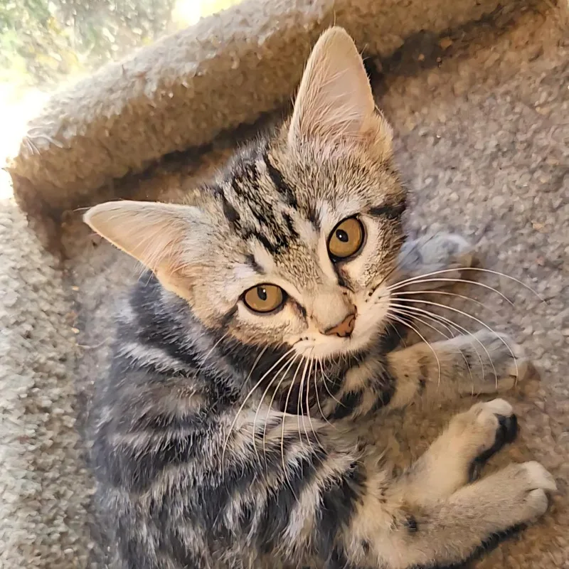 A baby small-sized female Brown / Chocolate Domestic Medium Hair cat named Wynter for adoption in Fredericksburg, VA