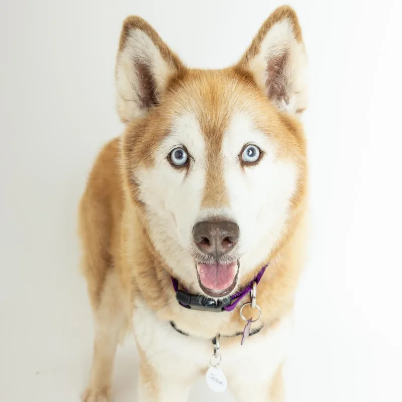 A senior medium-sized female Husky dog named Jessie for adoption in San Francisco, CA