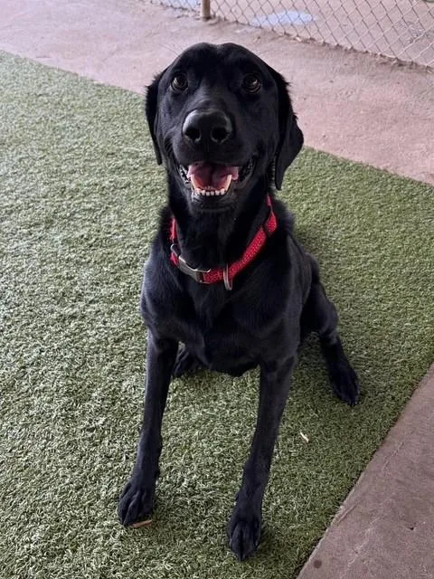 An adult medium-sized male Black Labrador Retriever dog named Batman for adoption in Fayetteville, AR