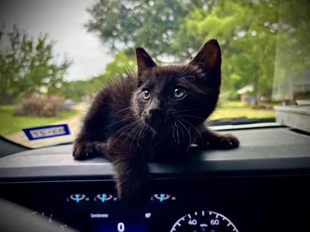Sirius