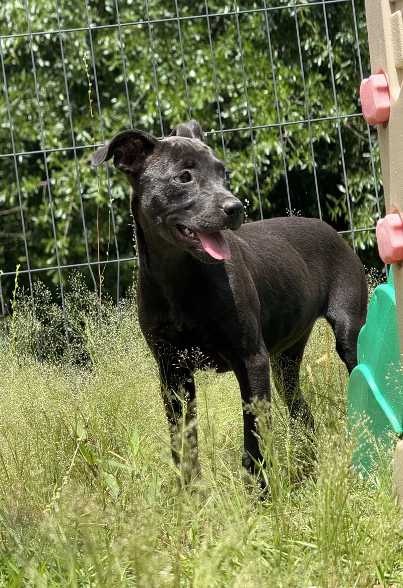 A young medium-sized female Pit Bull Terrier dog named Espresso for adoption in Fosters, AL