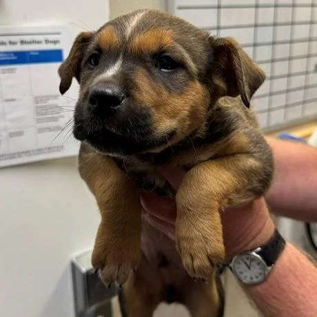 A baby large-sized male Sable Shepherd dog named Gravitron for adoption in Grass Valley, CA