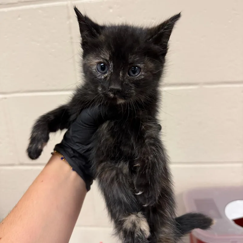 A baby small-sized female Tortoiseshell Domestic Short Hair cat named Carrie Bradshaw for adoption in Reno, NV
