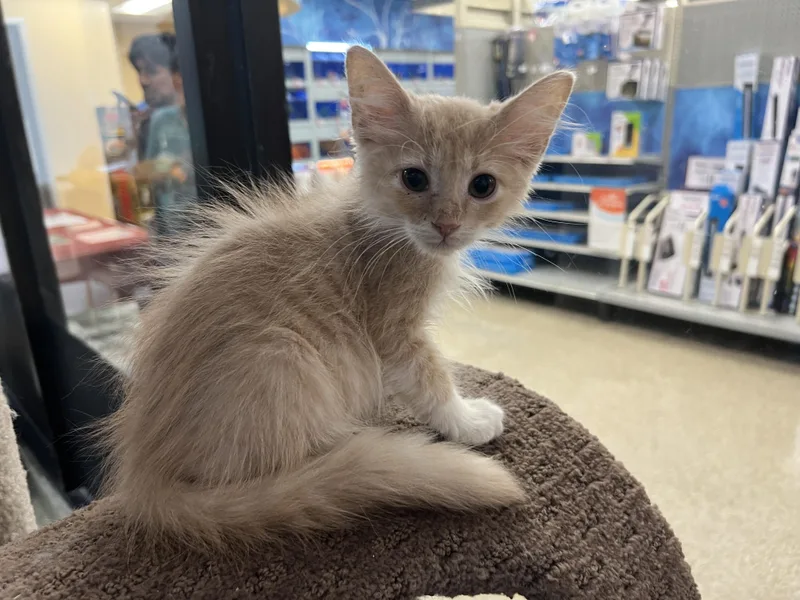 A baby medium-sized female Buff / Tan / Fawn Domestic Short Hair cat named Jazzi for adoption in Palmetto, FL