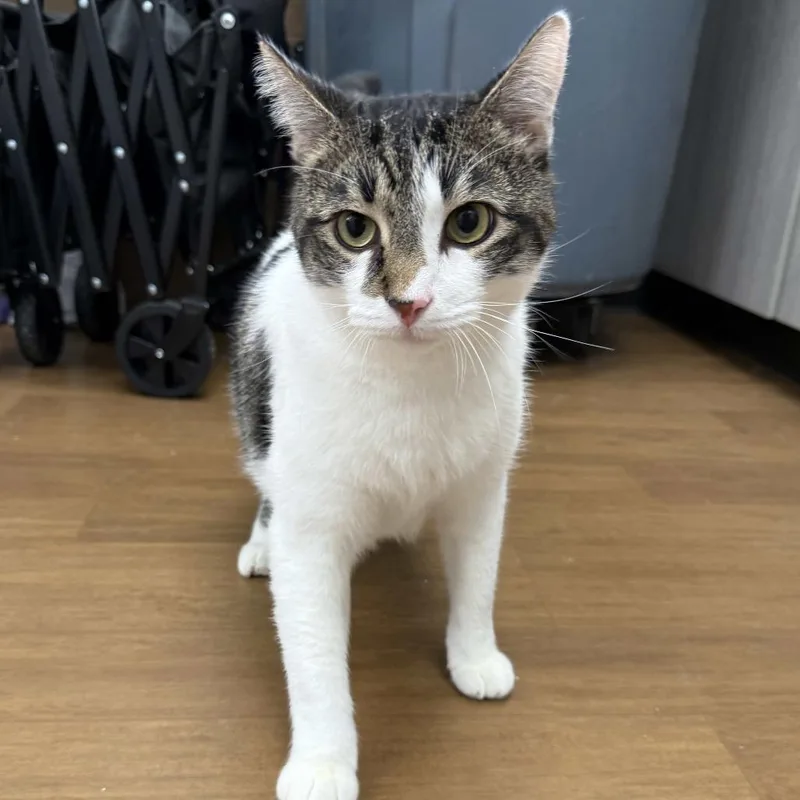 An adult large-sized male Brown / Chocolate Domestic Short Hair cat named Caine for adoption in Beaumont, TX