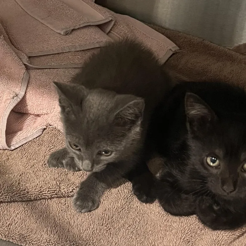 A baby small-sized female Domestic Short Hair cat named Eeny for adoption in Cumming, GA
