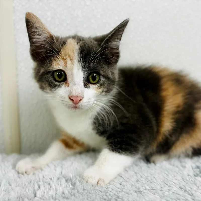 A baby small-sized female Calico Domestic Short Hair cat named Puddin for adoption in Lebanon, MO