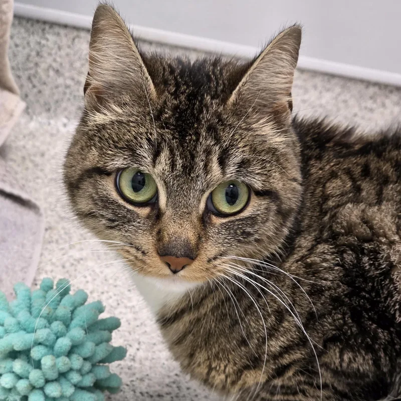A young medium-sized female Tabby (Brown / Chocolate) Domestic Short Hair cat named Siesta for adoption in Cooperstown, NY