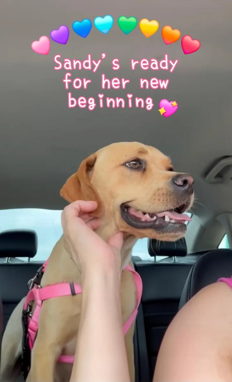 Sandy thumbnail 2